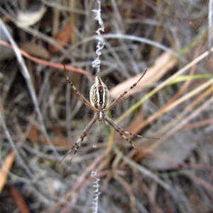 Argiope protensa at Cook, ACT - 19 Jan 2017