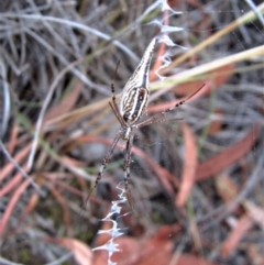 Argiope protensa at Cook, ACT - 19 Jan 2017