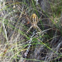 Argiope trifasciata (Banded orb weaver) at Cook, ACT - 1 Jan 2015 by CathB