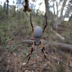 Trichonephila edulis (Golden orb weaver) at Aranda, ACT - 3 May 2015 by CathB