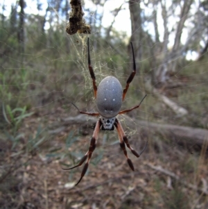 Trichonephila edulis at Aranda, ACT - 3 May 2015