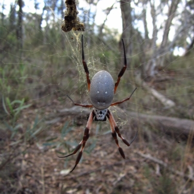 Trichonephila edulis (Golden orb weaver) at Aranda, ACT - 3 May 2015 by CathB