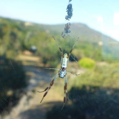 Trichonephila edulis (Golden orb weaver) at Reid, ACT - 19 Jan 2017 by JanetRussell