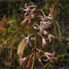 Dipodium roseum (Rosy Hyacinth Orchid) at Paddys River, ACT - 22 Jan 2017 by JohnBundock