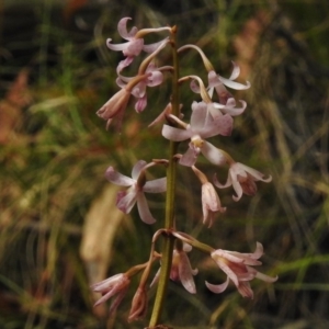 Dipodium roseum at Paddys River, ACT - 23 Jan 2017