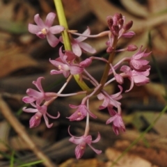 Dipodium roseum (Rosy Hyacinth Orchid) at Paddys River, ACT - 23 Jan 2017 by JohnBundock