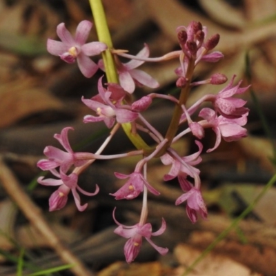 Dipodium roseum (Rosy Hyacinth Orchid) at Paddys River, ACT - 23 Jan 2017 by JohnBundock