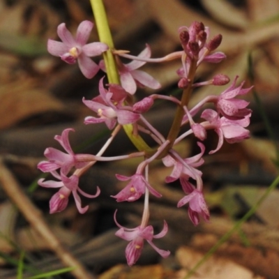 Dipodium roseum (Rosy Hyacinth Orchid) at Paddys River, ACT - 22 Jan 2017 by JohnBundock