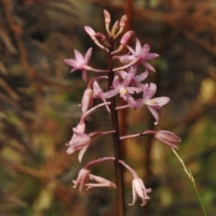 Dipodium roseum at Paddys River, ACT - 23 Jan 2017