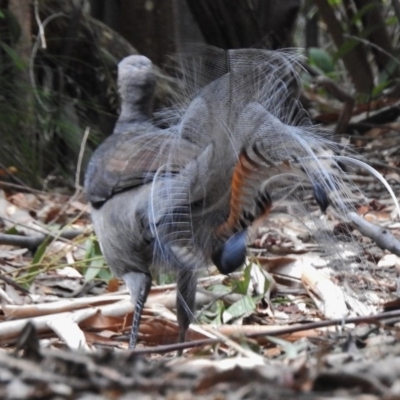 Menura novaehollandiae (Superb Lyrebird) at Paddys River, ACT - 23 Jan 2017 by JohnBundock