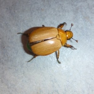 Anoplognathus brunnipennis at Reid, ACT - 9 Jan 2017