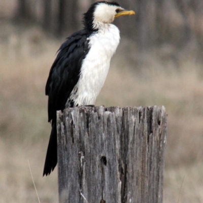 Microcarbo melanoleucos (Little Pied Cormorant) at Gordon, ACT - 5 Jul 2015 by AlisonMilton