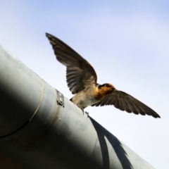 Hirundo neoxena (Welcome Swallow) at Paddys River, ACT - 28 Nov 2015 by AlisonMilton