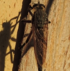 Neoaratus hercules (Herculean Robber Fly) at Greenway, ACT - 21 Dec 2016 by michaelb