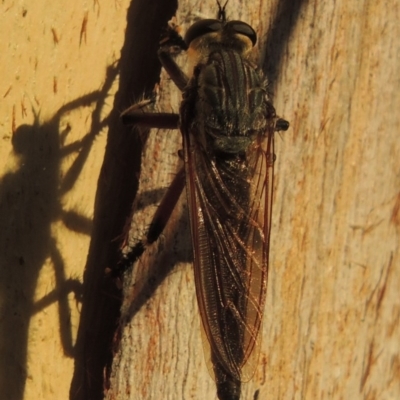 Neoaratus hercules (Herculean Robber Fly) at Pine Island to Point Hut - 21 Dec 2016 by michaelb