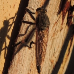 Neoaratus hercules at Greenway, ACT - 21 Dec 2016 08:11 PM