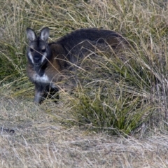 Notamacropus rufogriseus (Red-necked Wallaby) at Mount Clear, ACT - 5 Jul 2015 by AlisonMilton