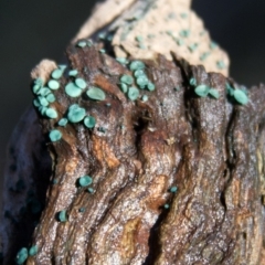 Chlorociboria (An elfcup fungus) at Namadgi National Park - 5 Jul 2015 by AlisonMilton