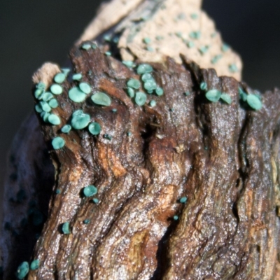 Chlorociboria (An elfcup fungus) at Mount Clear, ACT - 5 Jul 2015 by AlisonMilton