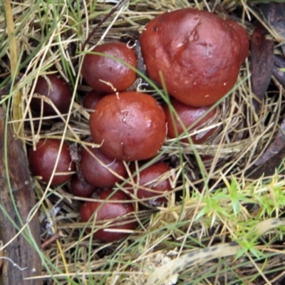 Hygrocybe sp. ‘red’ at Namadgi National Park - 17 May 2014 by AlisonMilton