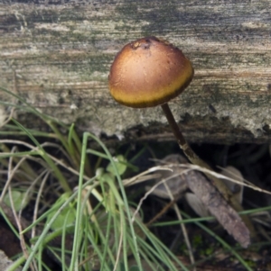 zz agaric (stem; gills white/cream) at Cotter River, ACT - 17 May 2014