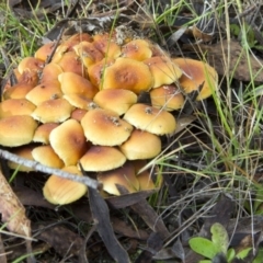 Hypholoma sp. (Hypholoma) at Paddys River, ACT - 17 May 2014 by AlisonMilton