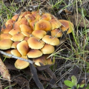 Hypholoma sp. at Paddys River, ACT - 17 May 2014