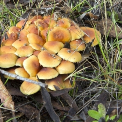 Hypholoma sp. (Hypholoma) at Paddys River, ACT - 17 May 2014 by AlisonMilton