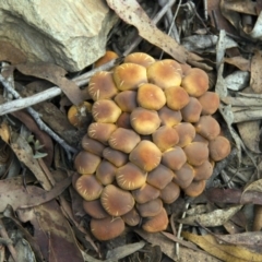 Hypholoma sp. (Hypholoma) at Tennent, ACT - 17 May 2014 by Alison Milton