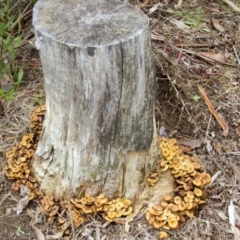 Hypholoma sp. (Hypholoma) at Cotter River, ACT - 17 May 2014 by AlisonMilton