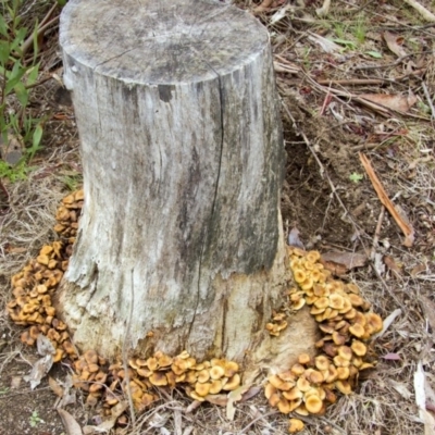 Hypholoma sp. (Hypholoma) at Cotter River, ACT - 17 May 2014 by Alison Milton