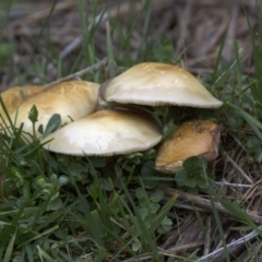 zz agaric (stem; gills white/cream) at Mount Clear, ACT - 13 Nov 2015 by AlisonMilton