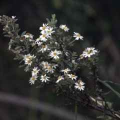 Olearia sp. at Kosciuszko National Park - 13 Nov 2015 by AlisonMilton