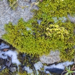 Didymodon torquatus at Namadgi National Park - 5 Jul 2015 by AlisonMilton