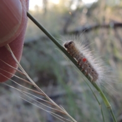 Thaumetopoeinae (subfamily) at Greenway, ACT - 21 Dec 2016