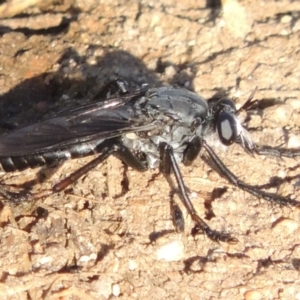 Apothechyla sp. (genus) at Greenway, ACT - 21 Dec 2016 07:08 PM