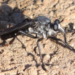 Apothechyla sp. (genus) at Greenway, ACT - 21 Dec 2016