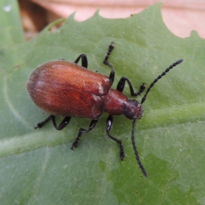 Ecnolagria grandis (Honeybrown beetle) at Conder, ACT - 16 Dec 2016 by michaelb