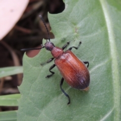 Ecnolagria grandis at Conder, ACT - 17 Dec 2016 10:06 AM