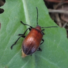 Ecnolagria grandis at Conder, ACT - 17 Dec 2016