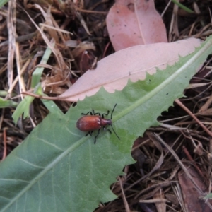 Ecnolagria grandis at Conder, ACT - 17 Dec 2016