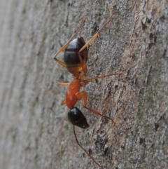 Camponotus consobrinus (Banded sugar ant) at Pollinator-friendly garden Conder - 18 Dec 2016 by michaelb