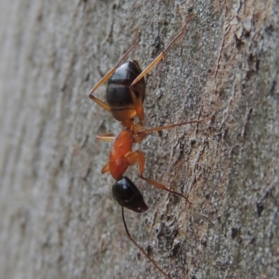 Camponotus consobrinus (Banded sugar ant) at Conder, ACT - 19 Dec 2016 by MichaelBedingfield