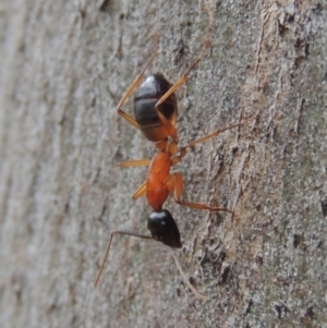 Camponotus consobrinus at Conder, ACT - 19 Dec 2016