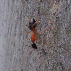 Camponotus consobrinus at Conder, ACT - 19 Dec 2016