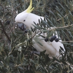 Cacatua galerita (Sulphur-crested Cockatoo) at Conder, ACT - 21 May 2016 by MichaelBedingfield