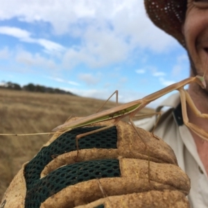 Tenodera australasiae at Hume, ACT - 24 Jan 2017 11:14 AM