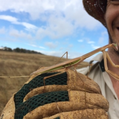 Tenodera australasiae (Purple-winged mantid) at Hume, ACT - 24 Jan 2017 by jks