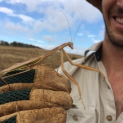 Tenodera australasiae at Hume, ACT - 24 Jan 2017