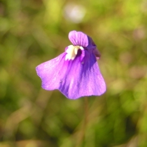 Utricularia dichotoma at Kambah, ACT - 30 Dec 2010 12:00 AM